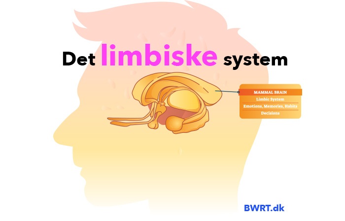Det limbiske system | Er du ude af kontrol og i dine følelsers vold? Løs det med BWRT behandling