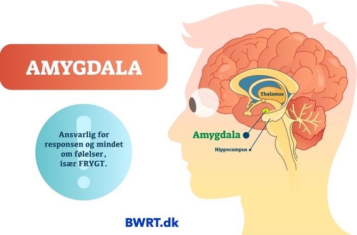 Amygdala styrer dig og dine følelser ved frygt. Løs det med BWRT behandling